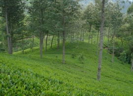Zájezdy Srí Lanka - čajové plantáže