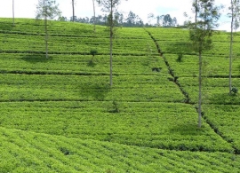 čajová plantáž, Srí Lanka