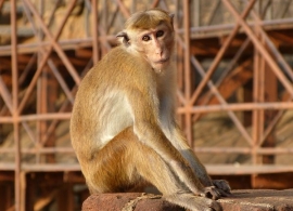 opice, Srí Lanka