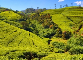 Srí Lanka - čajové plantáže