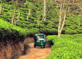 Srí Lanka - tuk tukem mezi čajovými plantážemi