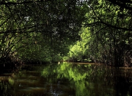 Centara Ceysands Bentota - mangrovníky