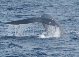 Zájezdy Srí Lanka - Mirissa - modrá velryba