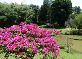 botanická zahrada, Srí Lanka