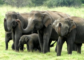 Sloní safari, Srí Lanka