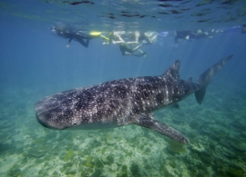 Holiday island resort -žralok velrybí