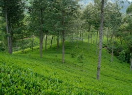 čajové plantáže Srí Lanka