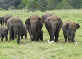 Sloni v NP Minneriya, Srí Lanka