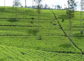 čajové plantáže na Srí Lance