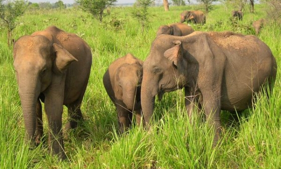 Zájezdy Srí Lanka - sloni