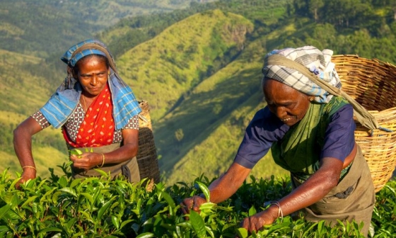 Zajezdy Srí Lanka - sběračky čaje