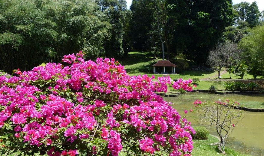 Botanická zahrada Kandy