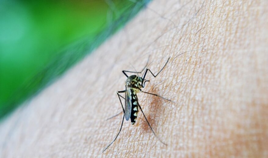 Onemocnění zapříčiněná komáry